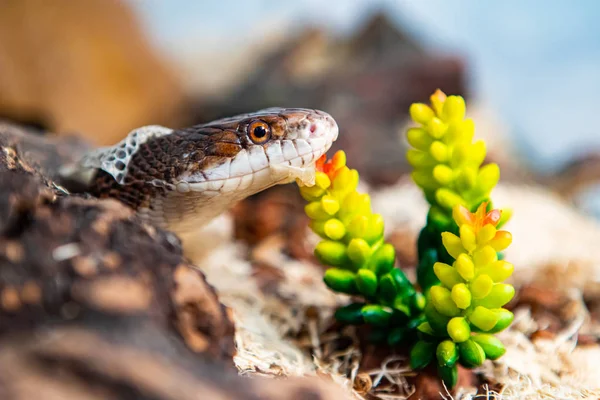 Pet Rat Snake shedding skin next to plant