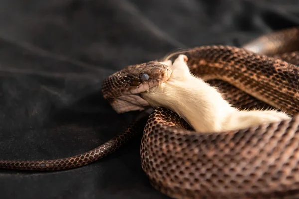 Pet Snake come rato branco em estúdio indoor — Fotografia de Stock