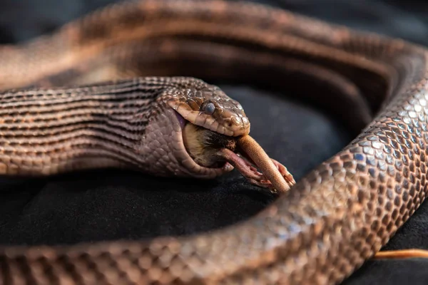Pet Snake polyká bílou krysu ve vnitřním studiu — Stock fotografie