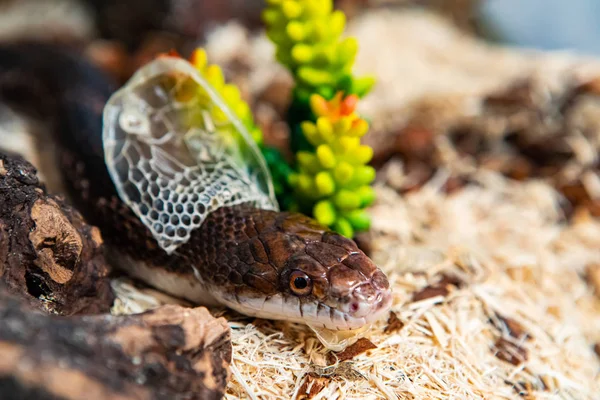 Pet Rat Snake shedding skin next to plant