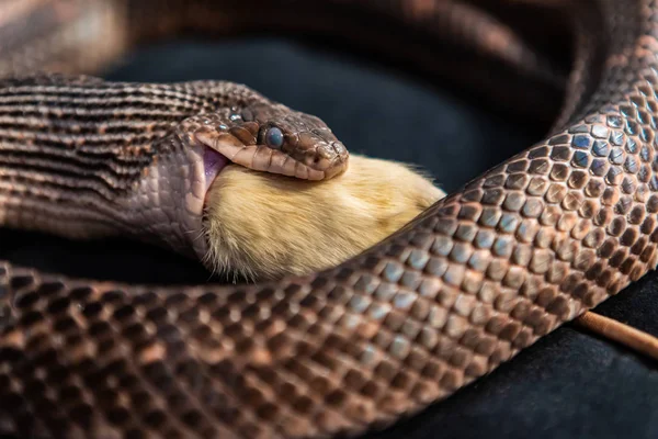 Pet Snake engole rato branco em estúdio indoor — Fotografia de Stock