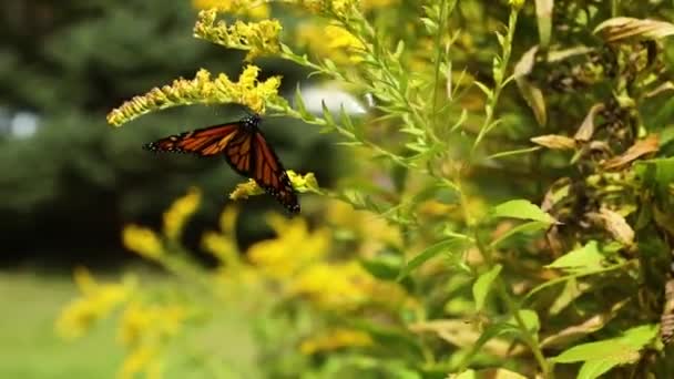 Monarchfalter ruht auf großem Strauch — Stockvideo