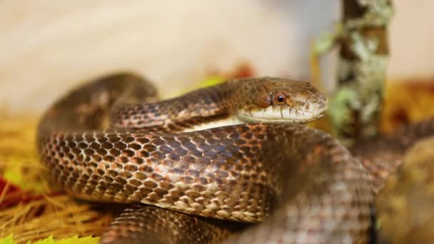 Serpente de rato enrolado lambe o ar em sua gaiola — Vídeo de Stock
