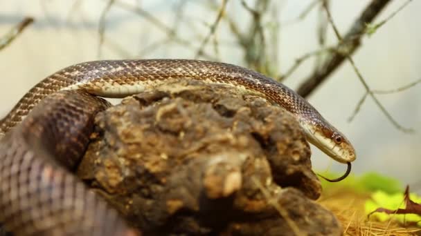 Rat snake slithers over wooden branch — Stock Video