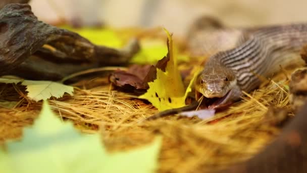 Змей ест коричневую крысу в террариуме — стоковое видео