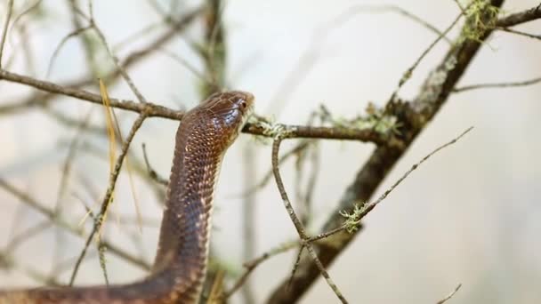 Змія домашнього щура піднімається на гілки в багажнику — стокове відео