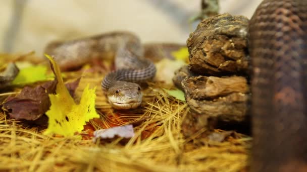 Coiled pet rat snake on pine needles — Stock Video