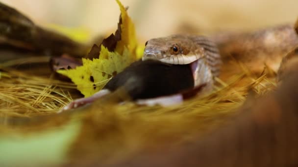 Dierenslang eet bruine rat in terrarium — Stockvideo