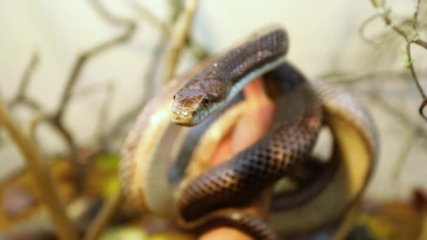 Mascota serpiente de rata que se maneja en terrario — Vídeo de stock