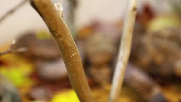 Côté pan de branche en terrarium de serpent — Video