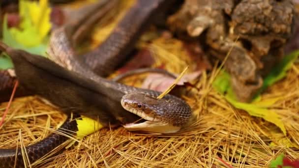 Pet φίδι τρώει καφέ αρουραίο στο terrarium — Αρχείο Βίντεο