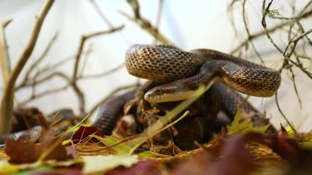 Serpiente de rata enrollada se desliza en su recinto — Vídeo de stock