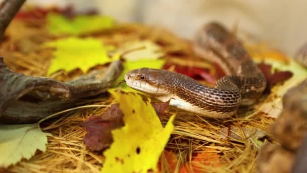 Serpiente de rata enrollada se desliza en su recinto — Vídeos de Stock