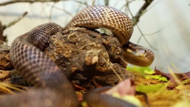 Змея преследует добычу в своем вольере — стоковое видео