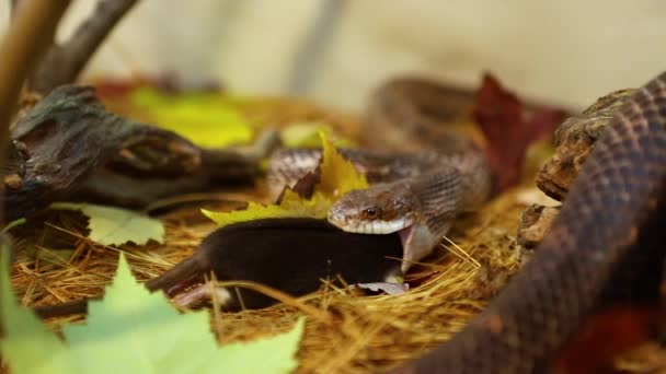 Pet serpent eats brown rat in terrarium — Stock Video