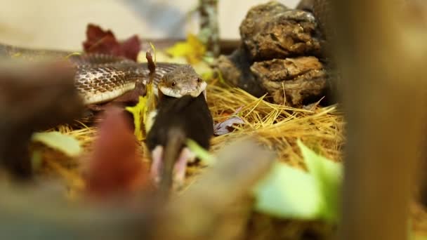 Sällskapsdjur orm äter brun råtta i terrarium — Stockvideo