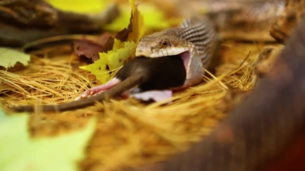 Dierenslang eet bruine rat in terrarium — Stockvideo