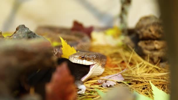Evcil yılan teraryumdaki kahverengi fareyi yiyor. — Stok video