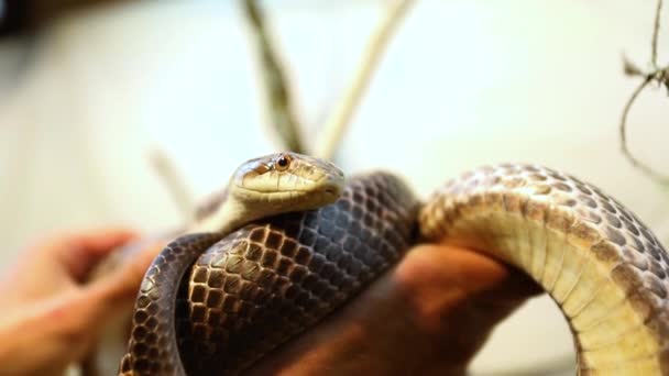 Serpent de rat animal manipulé en terrarium 