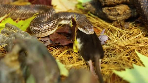 Sällskapsdjur orm äter brun råtta i terrarium — Stockvideo