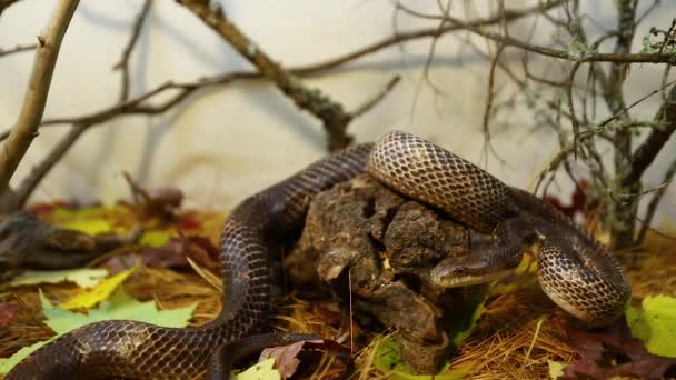 Zwinięty wąż szczura pełza w swojej obudowie — Wideo stockowe