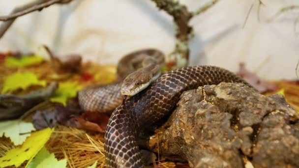 Serpiente de rata enrollada se desliza en su recinto — Vídeo de stock