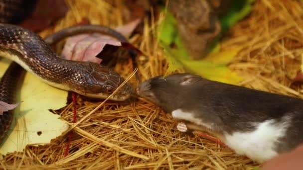 Sällskapsdjur orm äter brun råtta i terrarium — Stockvideo