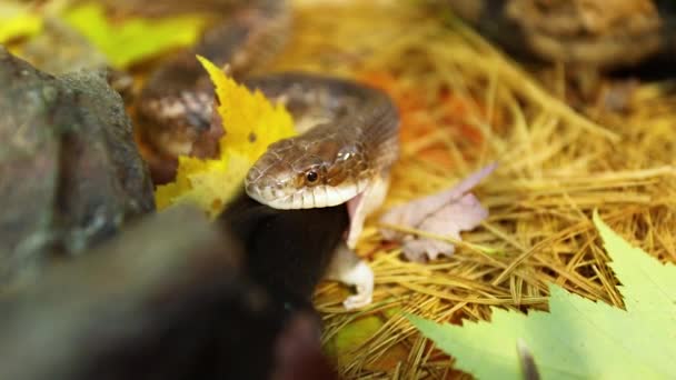 Serpiente mascota come rata marrón en terrario — Vídeo de stock