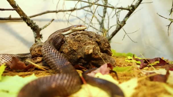 Coiled animal doméstico serpiente de rata se desliza sobre el follaje — Vídeos de Stock