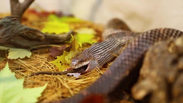 Serpiente mascota come rata marrón en terrario — Vídeos de Stock