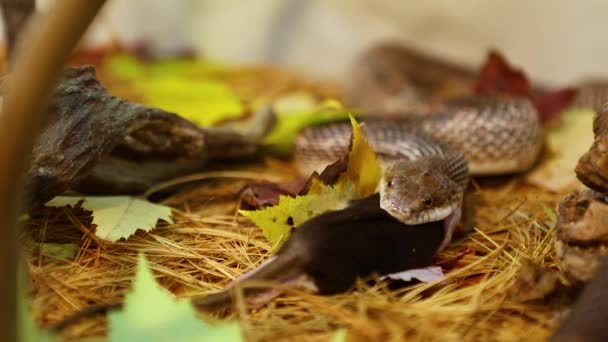 Ular peliharaan memakan tikus coklat di terrarium — Stok Video