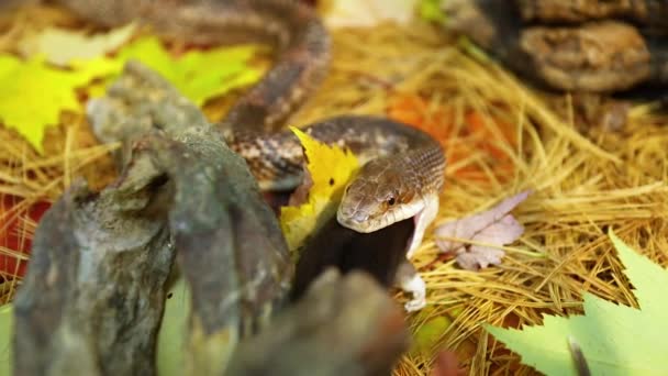 Serpiente mascota come rata marrón en terrario — Vídeo de stock