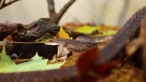 Evcil yılan teraryumdaki kahverengi fareyi yiyor. — Stok video