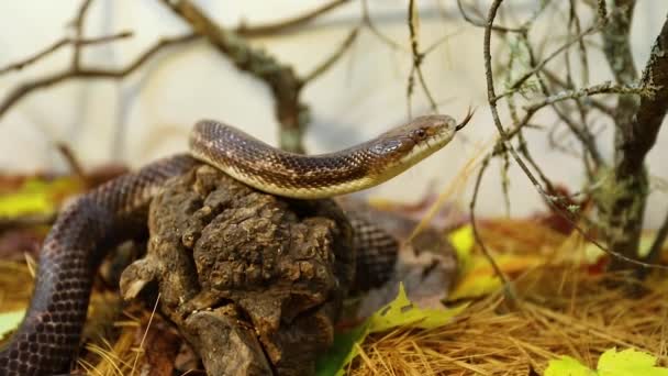 Крысиная змея скользит в своем вольере — стоковое видео