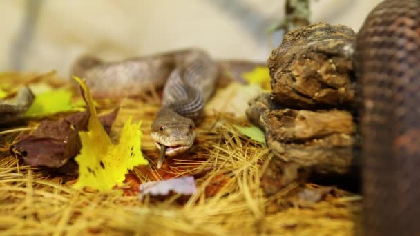 Pet węża połykać szczury ogon w terrarium — Wideo stockowe