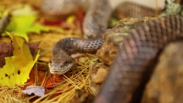 Serpiente de rata enrollada se desliza en su recinto — Vídeos de Stock