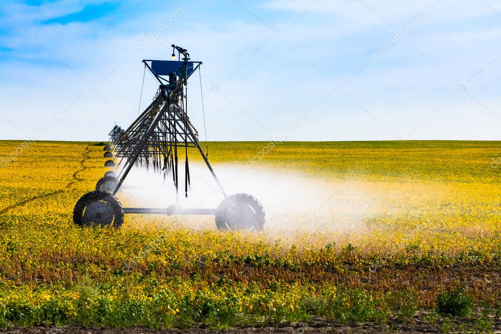 Irrigation sprinkler watering farm crops