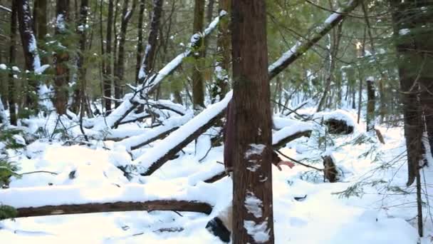 Inheemse sjamaan krijger in winterbos — Stockvideo