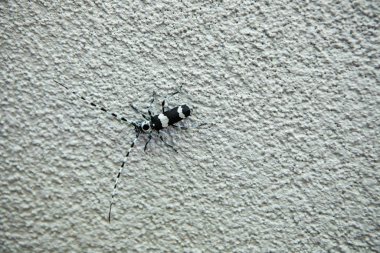 Sıkıcı bant böceğinin yakın plan görüntüsü.