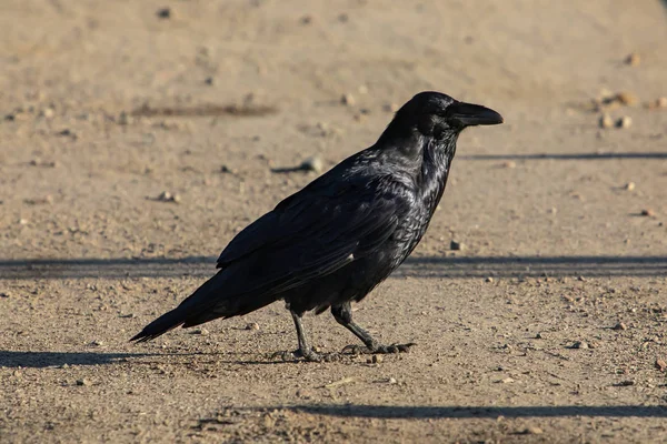Black american crow or raven bird