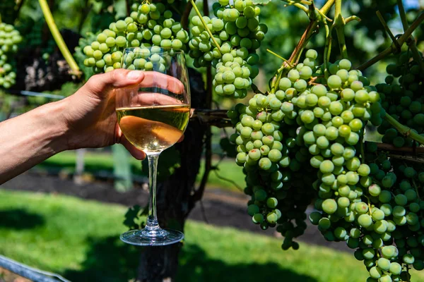 Una copa de vino blanco contra las vides — Foto de Stock