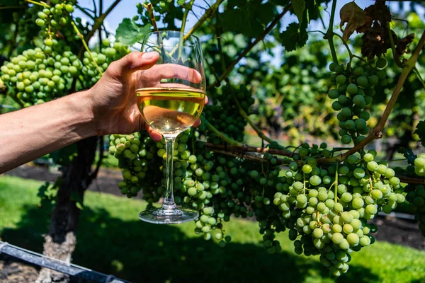 Kieliszek białego wina przeciwko winoroślom — Zdjęcie stockowe