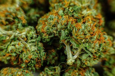 Kurumuş kenevir, kenevir çiçeği tomurcuğu öğütmeye hazır.