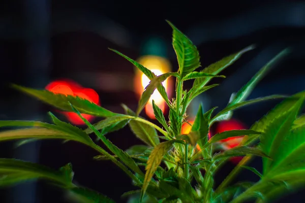 Wewnątrz roślin marihuany strzelać z lampkami Bożego Narodzenia — Zdjęcie stockowe