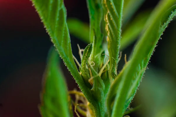 大麻植物解剖学：带有雌蕊的特写花 — 图库照片