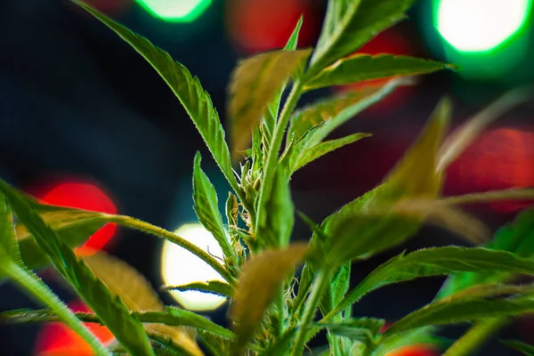 Indoor cannabis roślin studio strzelać — Zdjęcie stockowe