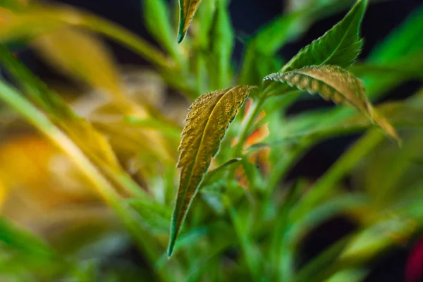 Podświetlane zbliżenie zdrowych liści marihuany — Zdjęcie stockowe