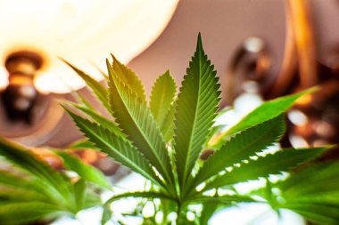 Kenevir hayranlarının kapalı stüdyo çekimleri