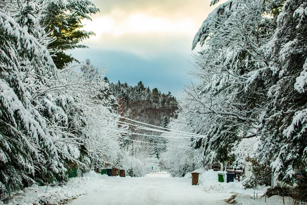 Snowy tree lined street scene in winter