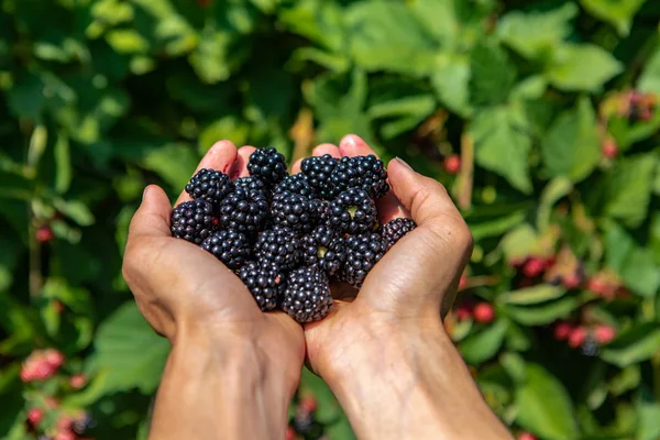 U pick blackberries farm, hands close up — Stock Photo, Image